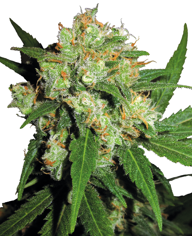 Sensi Skunk Reguliere zaden wietzaden van Sensi Seeds