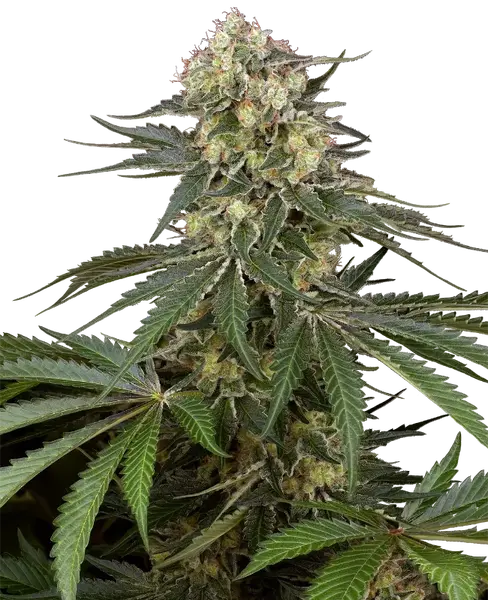 Sensi Supreme Angel’s Bliss CBD F1 Automatic cannabis seeds from Sensi Seeds — autoflower, THC 1%