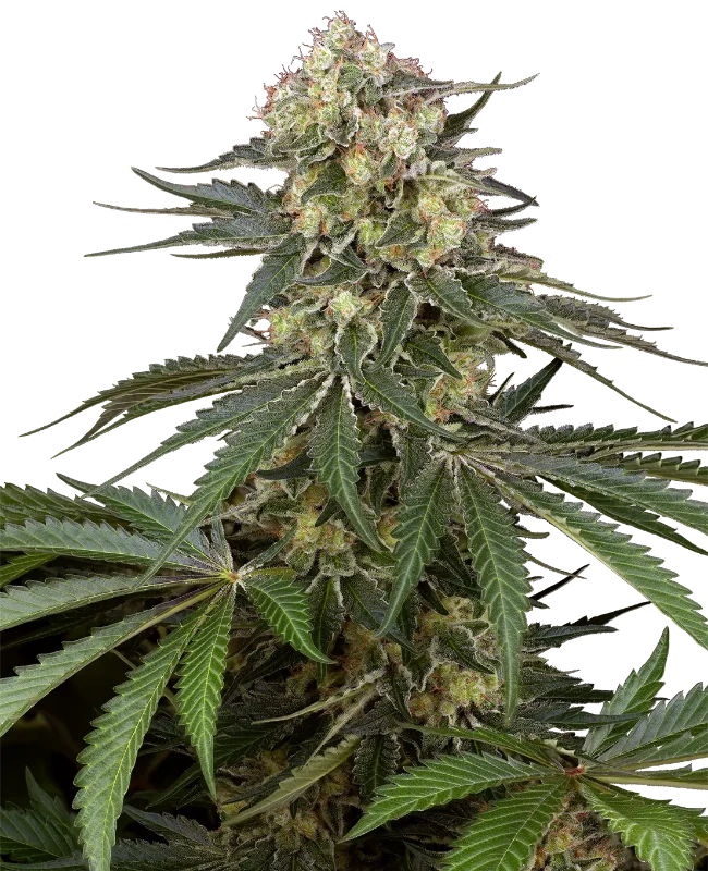 Sensi Supreme Angel’s Bliss CBD F1 Automatic wietzaden van Sensi Seeds — autoflower, THC 1%