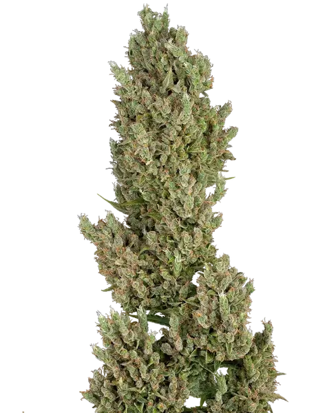 Sensi Supreme Jack F1 Automatic Cannabis Samen von Sensi Seeds — autoflower, THC 20%