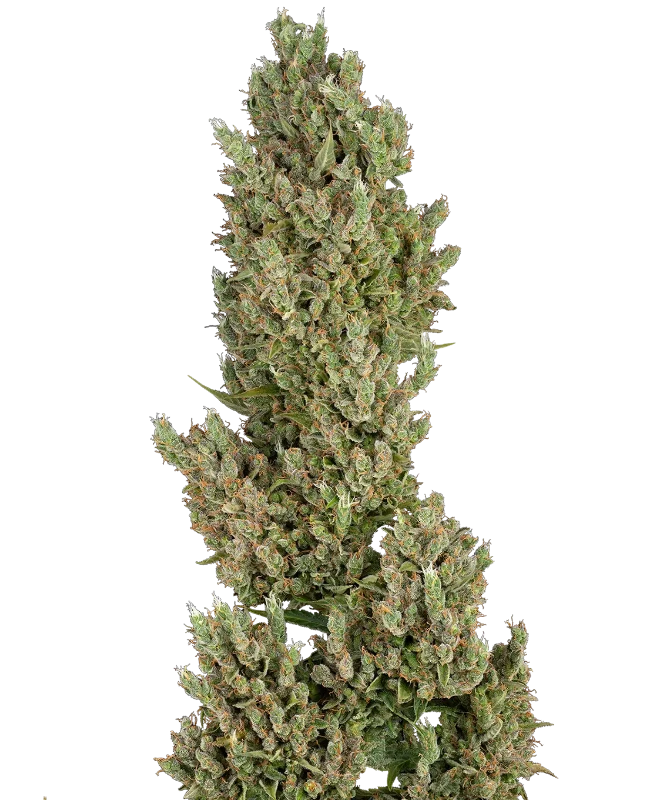 Sensi Supreme Jack F1 Automatic wietzaden van Sensi Seeds — autoflower, THC 20%