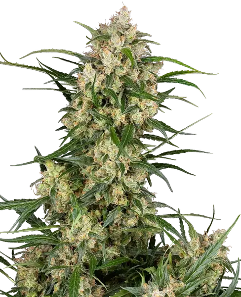 Sensi Supreme Oak F1 Automatic cannabis seeds from Sensi Seeds — autoflower, THC 25%
