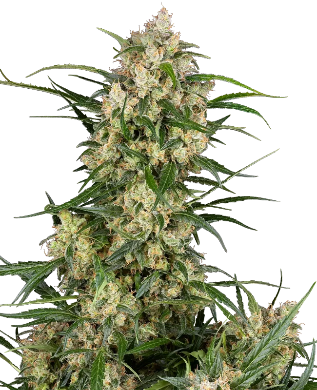 Sensi Supreme Oak F1 Automatic wietzaden van Sensi Seeds — autoflower, THC 25%