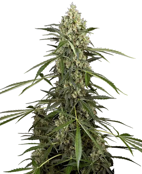 Sensi Supreme Skunk F1 Automatic cannabis seeds from Sensi Seeds — autoflower, THC 15%