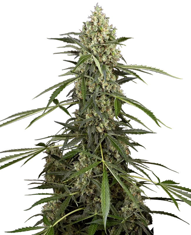 Sensi Supreme Skunk F1 Automatic wietzaden van Sensi Seeds — autoflower, THC 15%