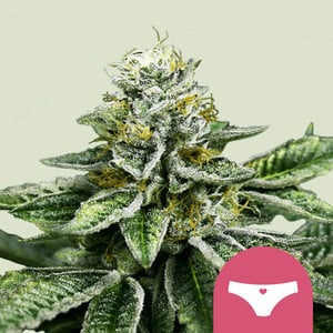Sherbet Queen wietzaden van Royal Queen Seeds — indica-dominant, THC 24%