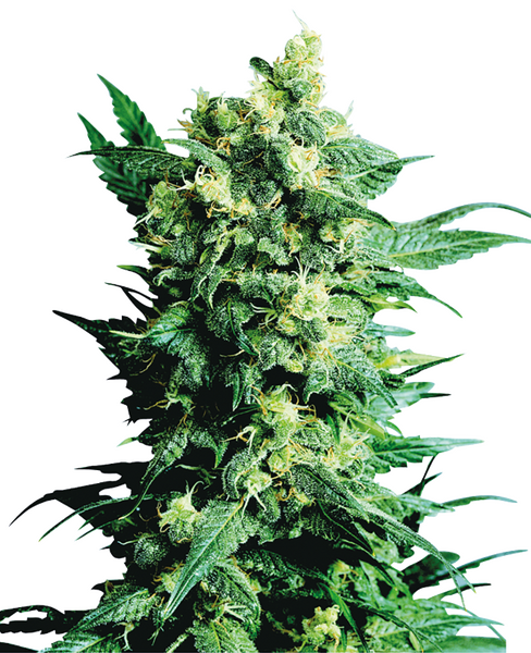 Shiva Shanti II regular cannabis seeds from Sensi Seeds — indica-dominant