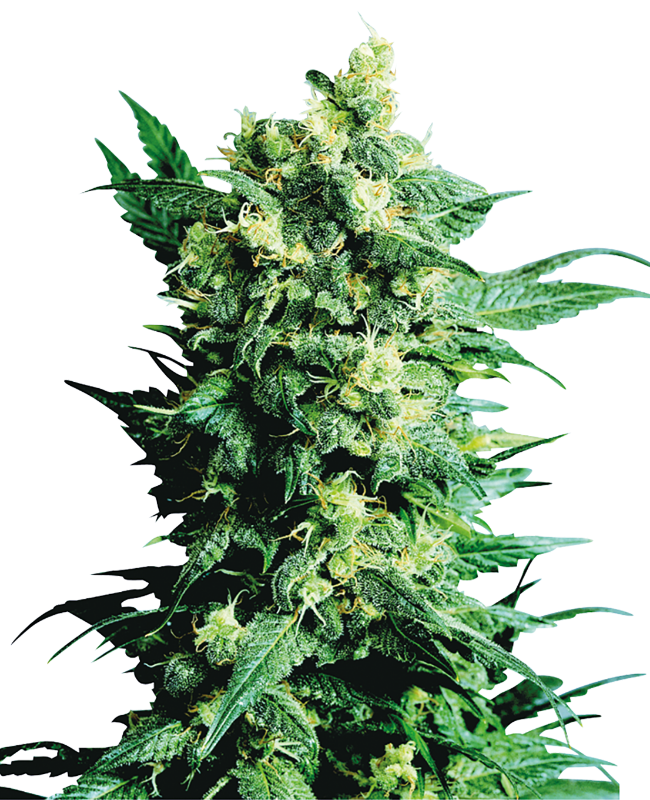 Shiva Shanti II Reguliere zaden wietzaden van Sensi Seeds — indica-dominant
