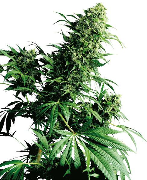 Shiva Shanti regular cannabis seeds from Sensi Seeds — indica-dominant