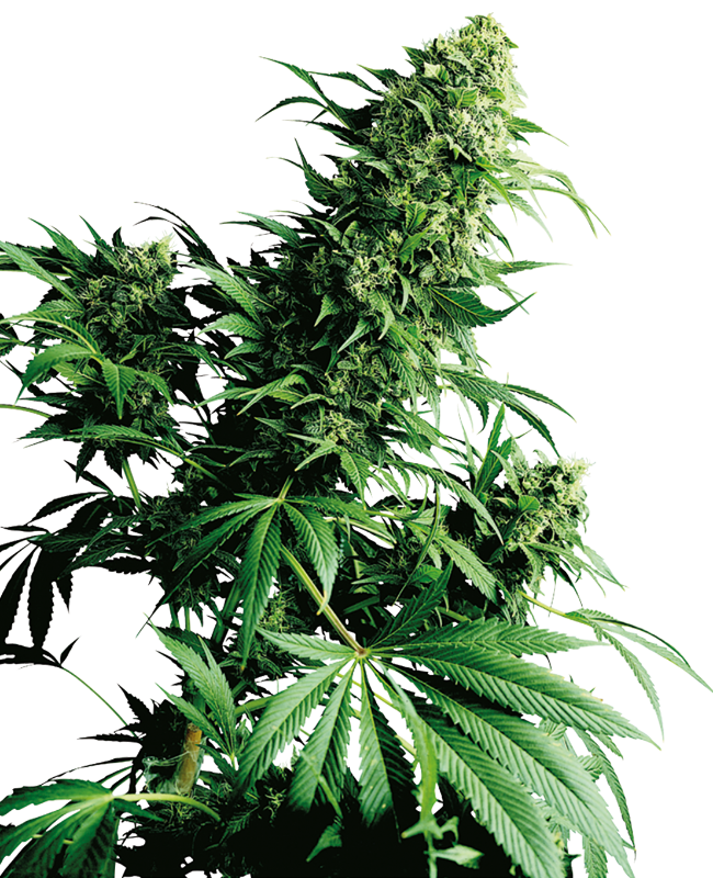 Shiva Shanti Reguliere zaden wietzaden van Sensi Seeds — indica-dominant