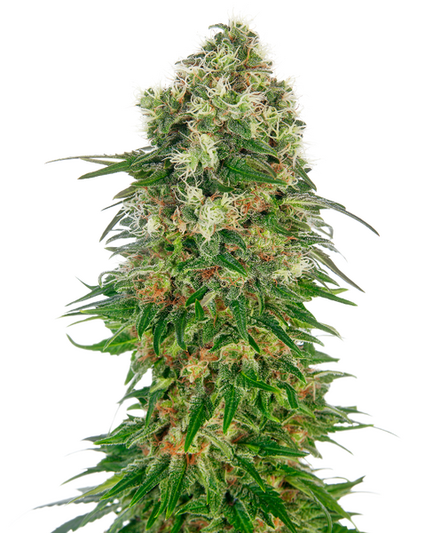 Shiva Skunk Automatic zaden Cannabis Samen von Sensi Seeds — autoflower, indica-dominant