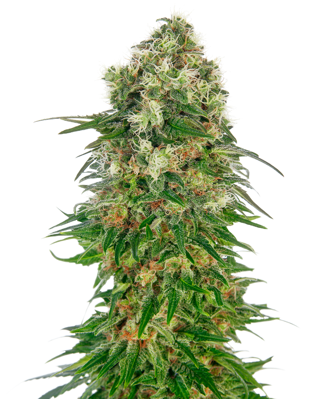 Shiva Skunk Automatic zaden wietzaden van Sensi Seeds — autoflower, indica-dominant