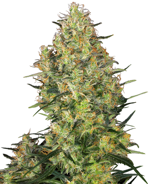 Shiva Skunk feminized cannabis seeds from Sensi Seeds — indica-dominant