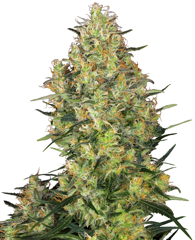 Shiva Skunk Reguliere zaden wietzaden van Sensi Seeds