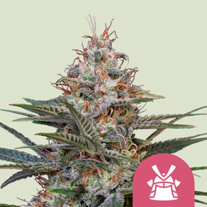 Shogun wietzaden van Royal Queen Seeds — sativa-dominant, THC 25%