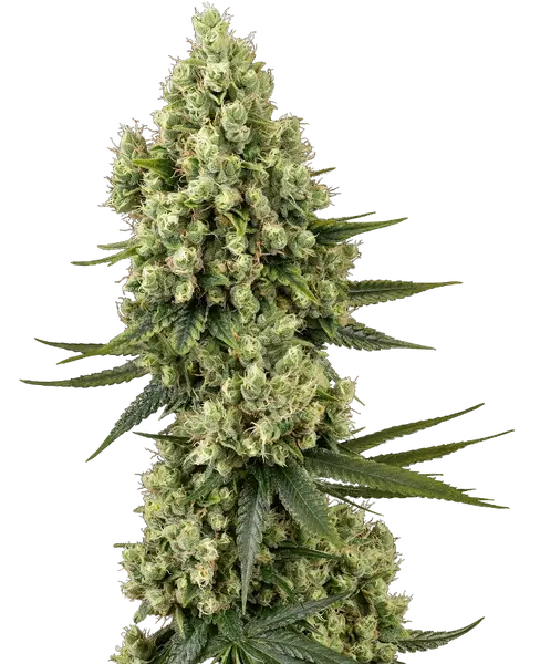 Silver Fire feminized cannabis seeds from Sensi Seeds
