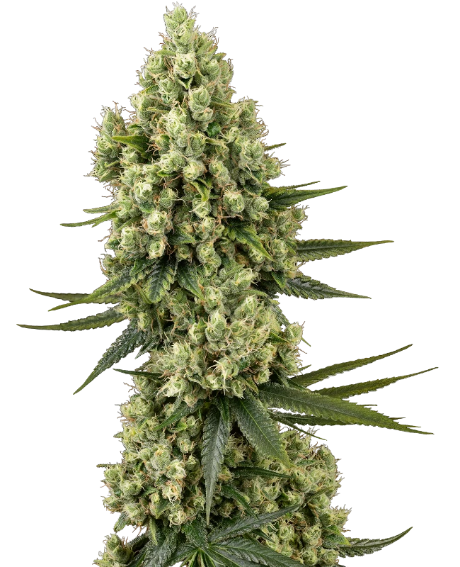 Silver Fire Gefeminiseerde Zaden wietzaden van Sensi Seeds