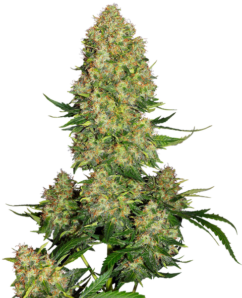 Skunk #1 Automatic zaden cannabis seeds from Sensi Seeds — autoflower, indica-dominant