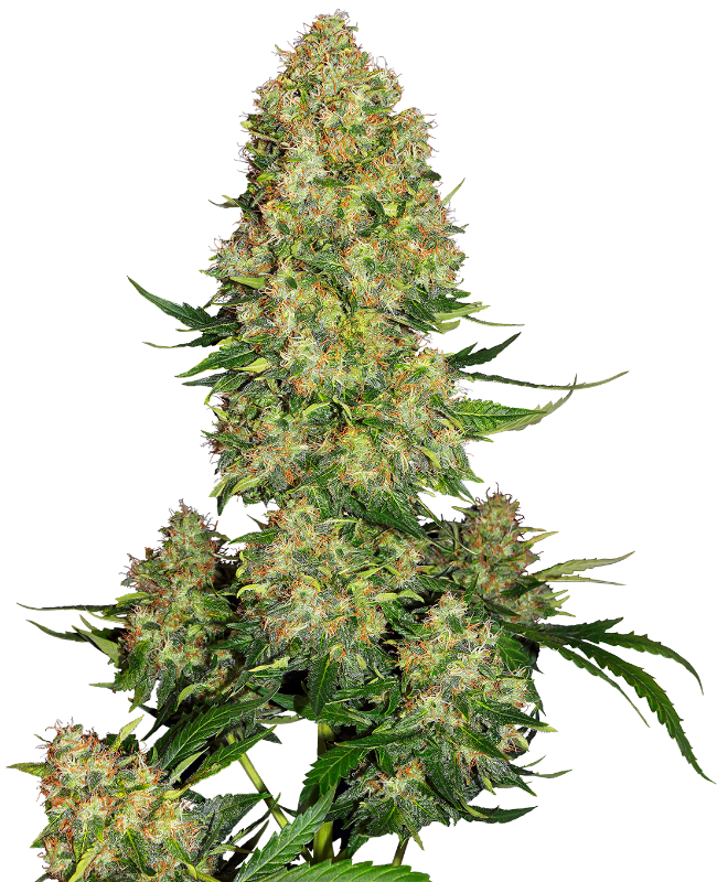Skunk #1 Automatic zaden wietzaden van Sensi Seeds — autoflower, indica-dominant