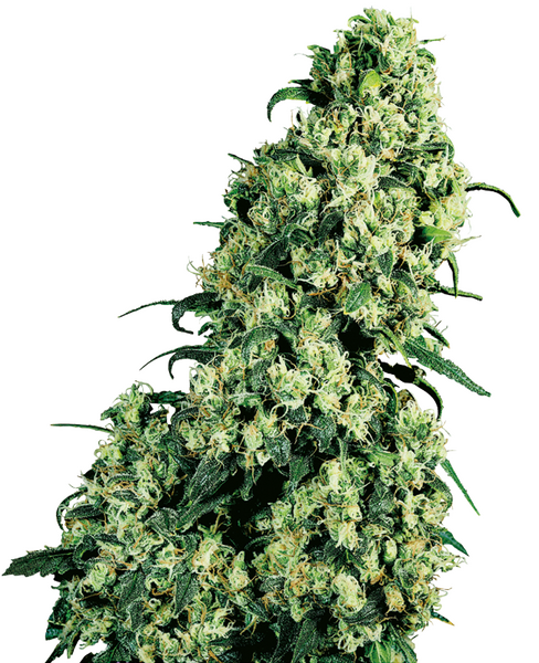 Skunk #1 regular cannabis seeds from Sensi Seeds — indica-dominant, THC 15%