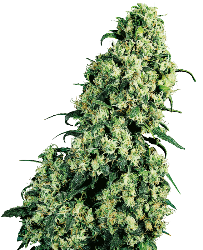 Skunk #1 Reguliere zaden wietzaden van Sensi Seeds — indica-dominant, THC 15%