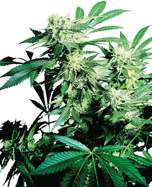 Skunk Kush feminized cannabis seeds from Sensi Seeds — indica-dominant