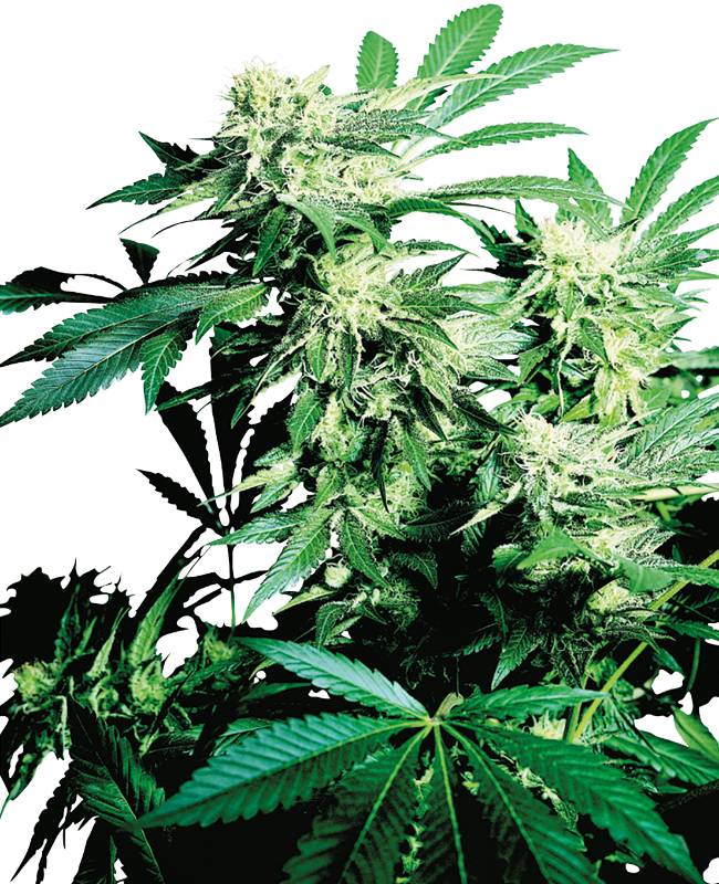 Skunk Kush Gefeminiseerde zaden wietzaden van Sensi Seeds — indica-dominant