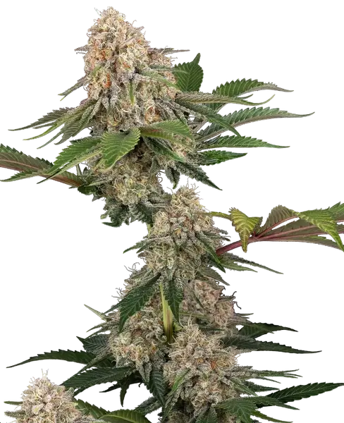 Sticky Berry Mints XXL feminized cannabis seeds from Sensi Seeds