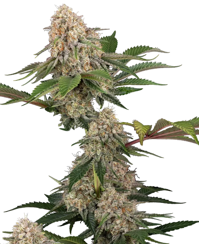 Sticky Berry Mints XXL Gefeminiseerde wietzaden van Sensi Seeds