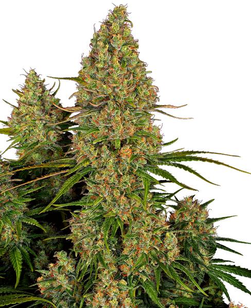 Sticky Orange XXL Automatic cannabis seeds from Sensi Seeds — autoflower, indica-dominant