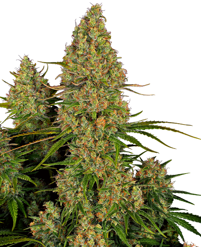 Sticky Orange XXL Automatic wietzaden van Sensi Seeds — autoflower, indica-dominant