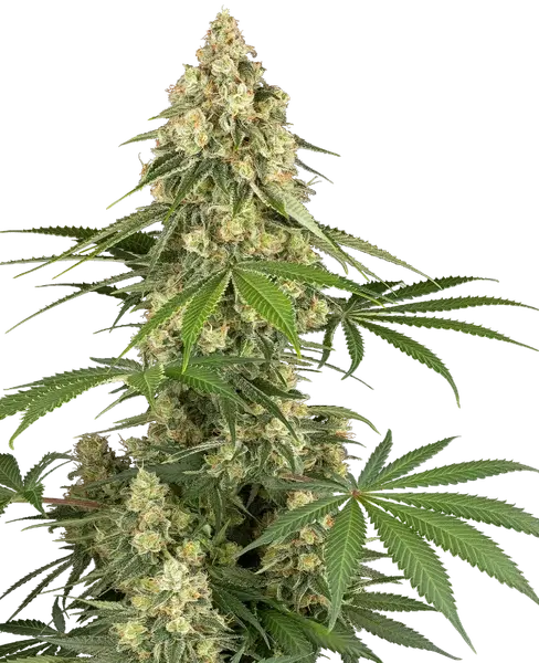 Sticky Orange XXL feminized cannabis seeds from Sensi Seeds