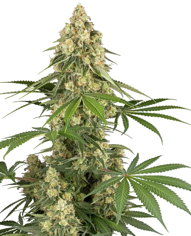 Sticky Orange XXL Gefeminiseerde wietzaden van Sensi Seeds