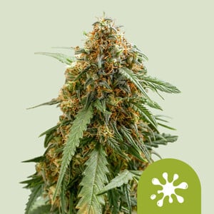 Sticky Queen Auto wietzaden van Royal Queen Seeds — autoflower, indica-dominant, THC 20%
