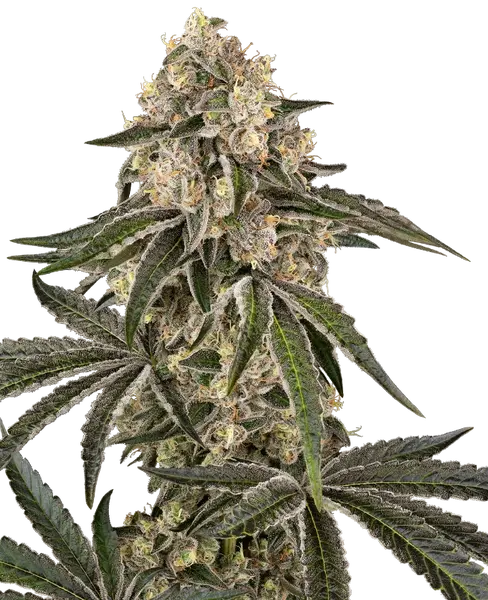 Sunset Peach feminisierte Cannabis Samen von Sensi Seeds