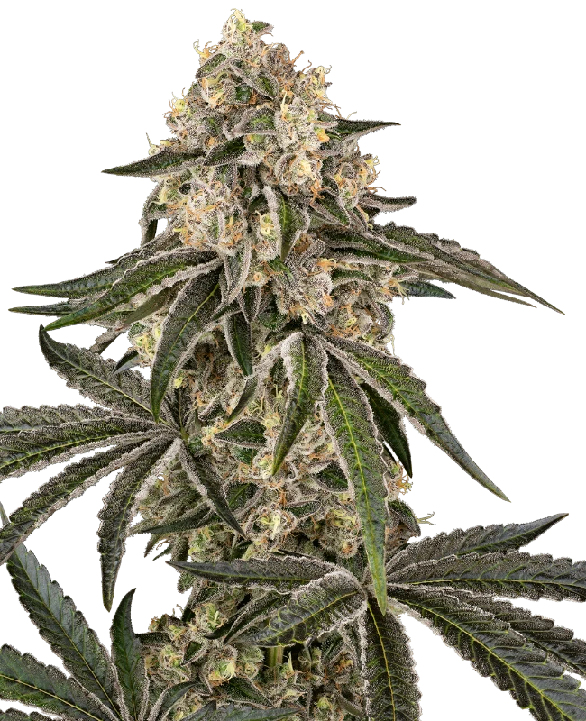 Sunset Peach Gefeminiseerde wietzaden van Sensi Seeds