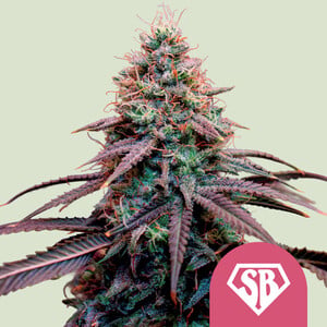Super Boof wietzaden van Royal Queen Seeds — sativa-dominant, THC 28%