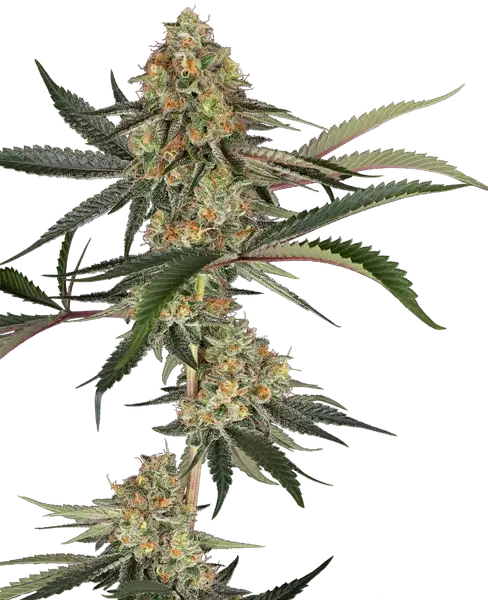 Super Lemon Cherry feminisierte Cannabis Samen von Sensi Seeds
