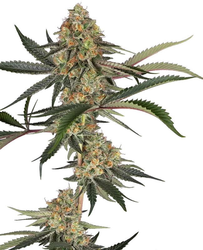 Super Lemon Cherry Gefeminiseerde wietzaden van Sensi Seeds