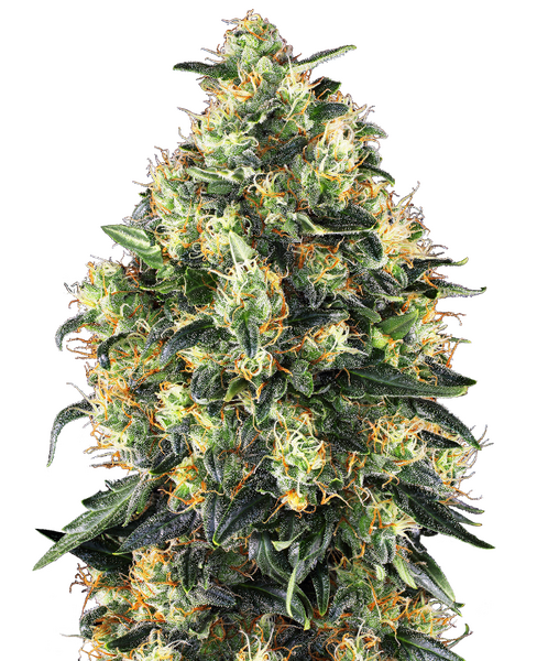Super Skunk Automatic zaden Cannabis Samen von Sensi Seeds — autoflower, THC 21%