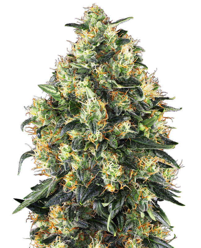 Super Skunk Automatic zaden wietzaden van Sensi Seeds — autoflower, THC 21%