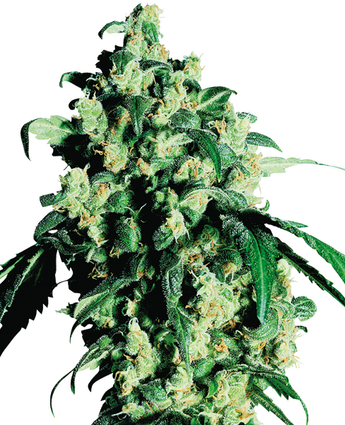 Super Skunk regular cannabis seeds from Sensi Seeds — indica-dominant