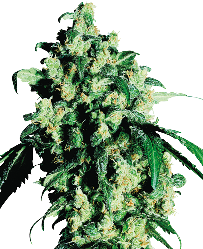 Super Skunk Reguliere zaden wietzaden van Sensi Seeds — indica-dominant