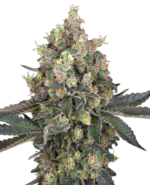Sweet Berry Breeze feminized cannabis seeds van White Label from Sensi Seeds — indica-dominant