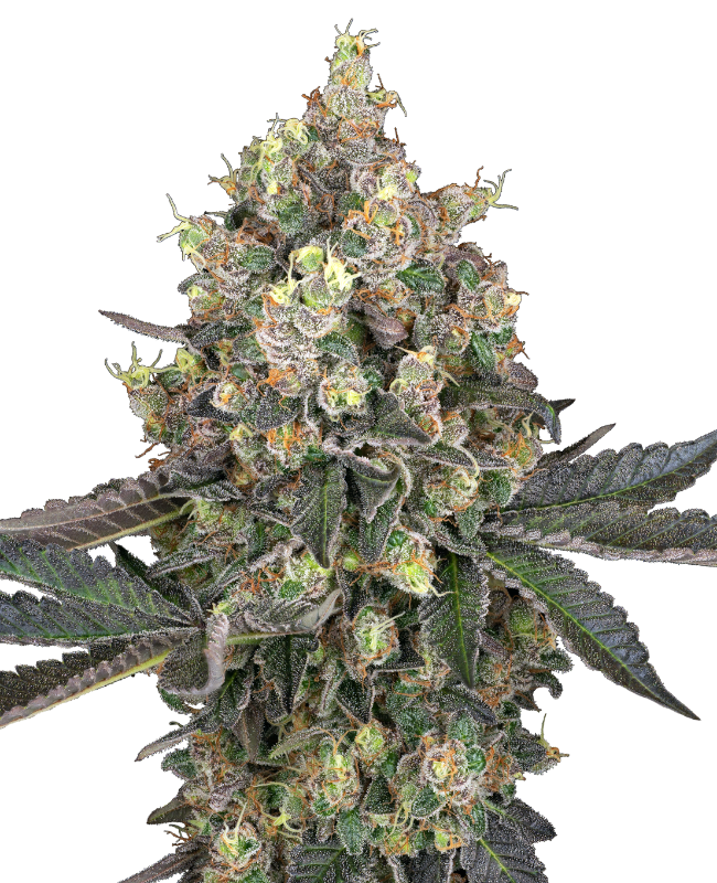 Sweet Berry Breeze Gefeminiseerde wietzaden van White Label van Sensi Seeds — indica-dominant