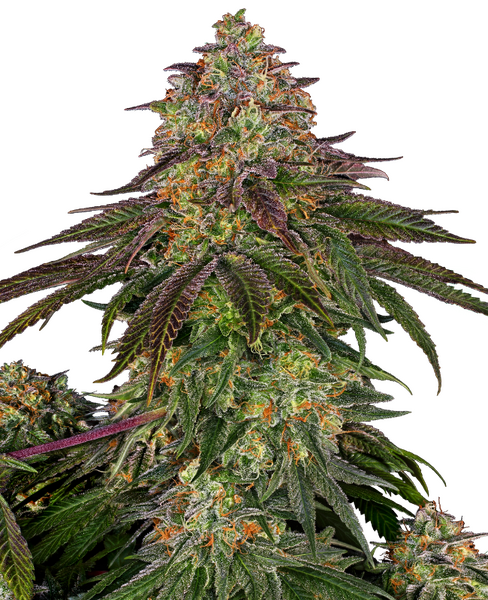 Sweet Cherry Kush feminized cannabis seeds from Sensi Seeds — indica-dominant