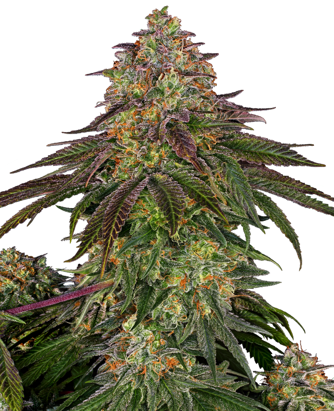 Sweet Cherry Kush Gefeminiseerde wietzaden van Sensi Seeds — indica-dominant