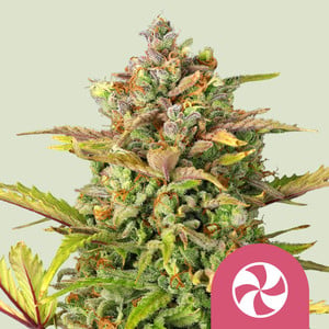 Sweet ZZ wietzaden van Royal Queen Seeds — indica-dominant, THC 22%