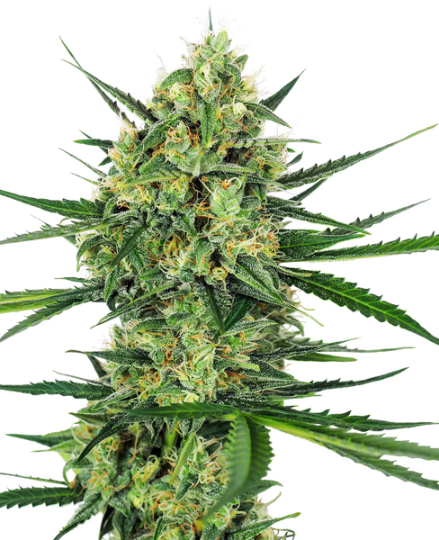 Tangerine Sugar feminized cannabis seeds from Sensi Seeds — sativa-dominant