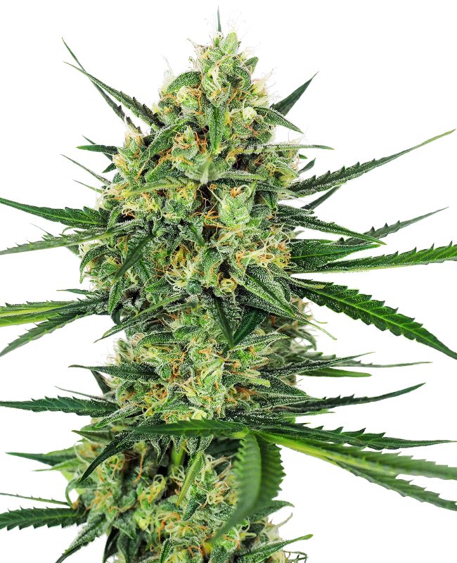 Tangerine Sugar Gefeminiseerde wietzaden van Sensi Seeds — sativa-dominant